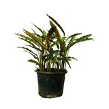 Calathea Rufibarba- Live Plant (Home & Garden)