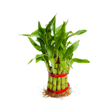 2 Layer Lucky Bamboo - Live Plant (Home & Garden)