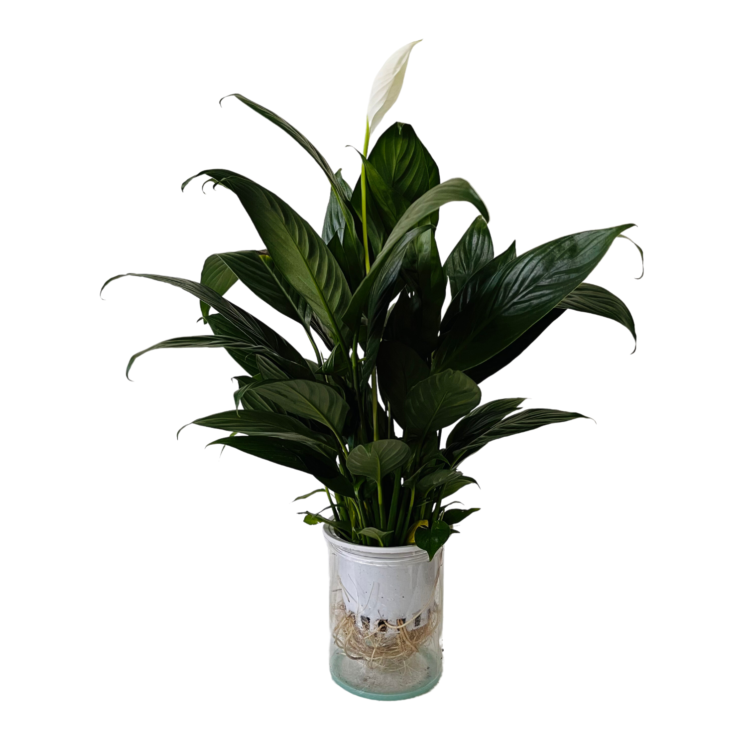 Peace Lily in Selfwatering Pot (Spathiphyllum) Flowering/Ornamental Live Plan (Home & Garden)