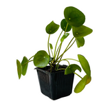 Chinese Money Plant (Pilea peperomioides) - Live Plant (Home & Garden)