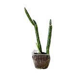 Pencil Cactus / Senecio stapeliiformis/Kleinia stapeliiformis Succulent Live Plant