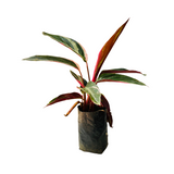 Calathea Stromanthe Triostar - Live Plant (Home & Garden)