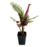 Calathea Roseopicta ‘Marion’ - Live Plant (Home & Garden)