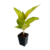 Aglaonema Lemon- Live Plant (Home & Garden)