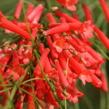 Red Firecracker (Russelia equisetiformis) Flowering /Ornamental Live Plant (H&G)