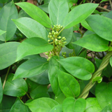 Chakkarakkolli (Gymnema sylvestre)  Live Plant(Home & Garden)