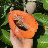 Mamey Sapote Key West (Pouteria Sapota) Seedling Fruit Plant (Home & Garden Plants)