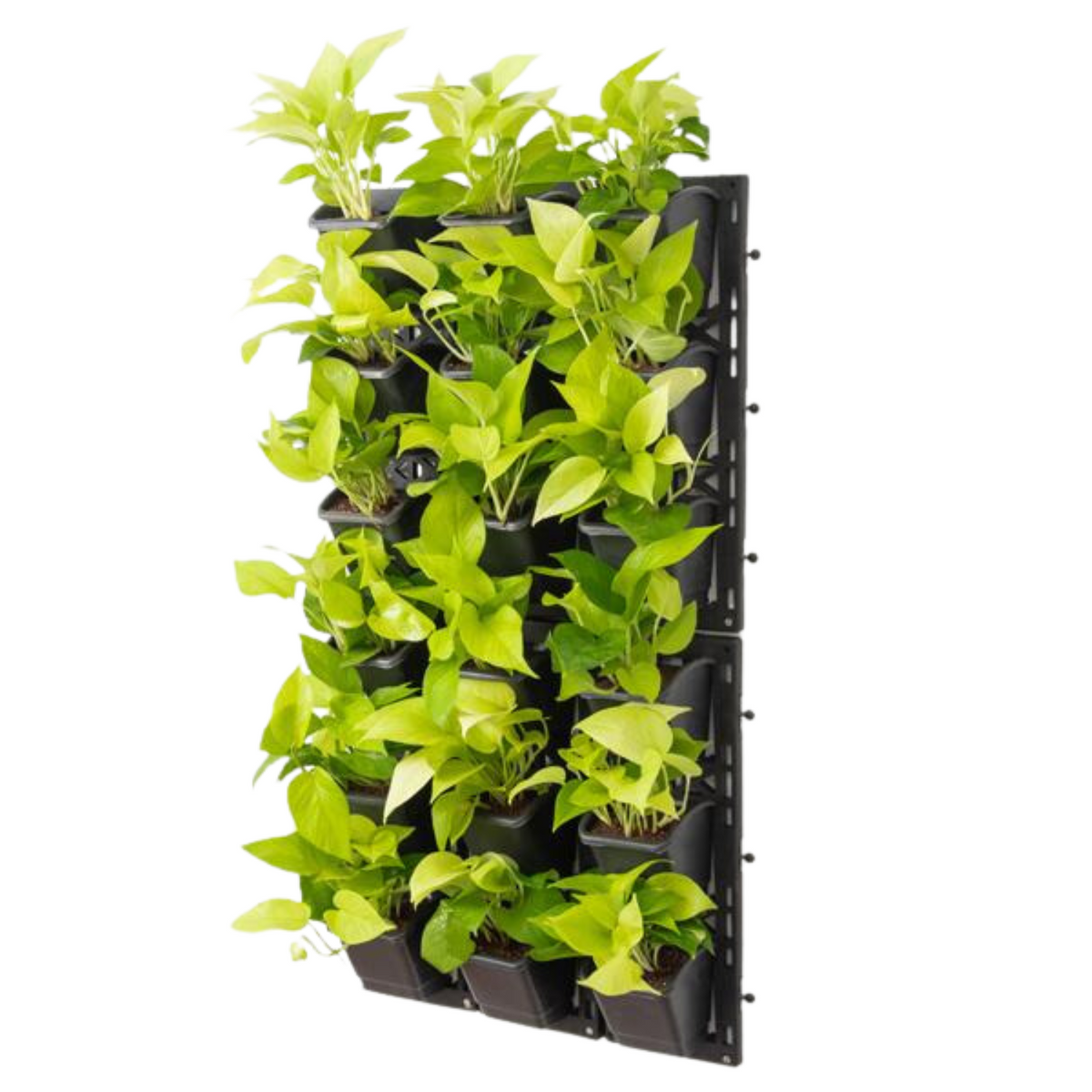 Biowall Vertical Garden With Plants (Money Plant Golden) For Home & Garden