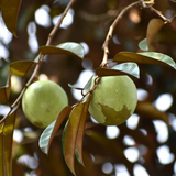 Green Star Apple (Chrysophyllum Cainito) Seedling Fruit Plant (Home & Garden Plants)