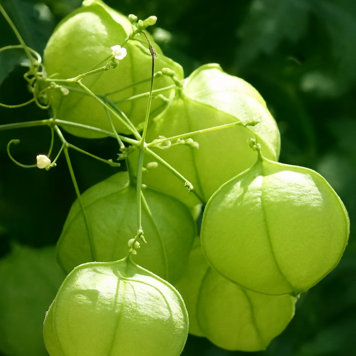 Kaithondi (Balloon Vine or Love in a Puff)  Live Medicinal Plant (Home & Garden)
