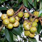 Alupag fruit (Dimocarpus Didyma) Grafted Fruit Plant (Home & Garden Plants)