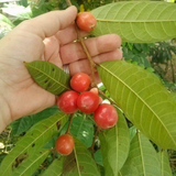 Pentetomate Fruit (Pseudolmedia oxyphyllaria Donn) Seedling Fruit Plant (Home & Garden Plants)