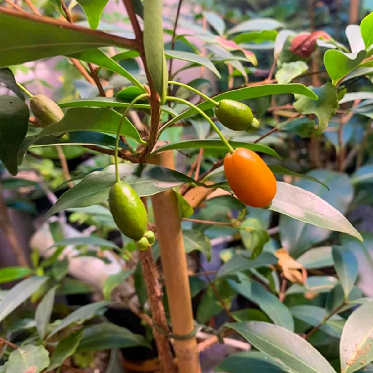 Pitanga de Perdiz Fruit (Eugenia Observa) Seedling Fruit Plant (Home & Garden Plants)