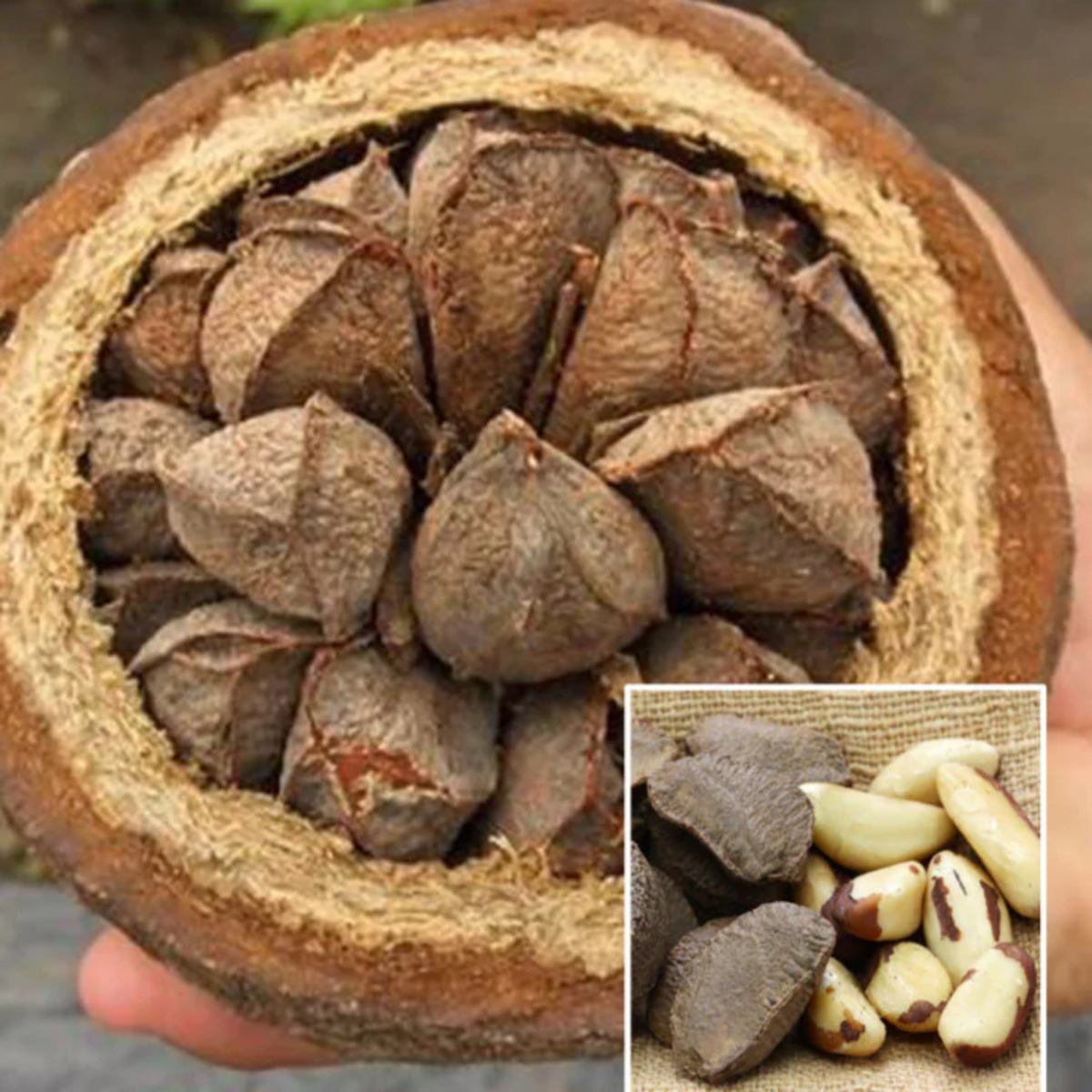 Brazil Nut fruit (Garcinia Aristata) Seedling Fruit Plant (Home & Garden Plants)