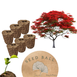 Gulmohar (Delonix regia) |  Seed Balls