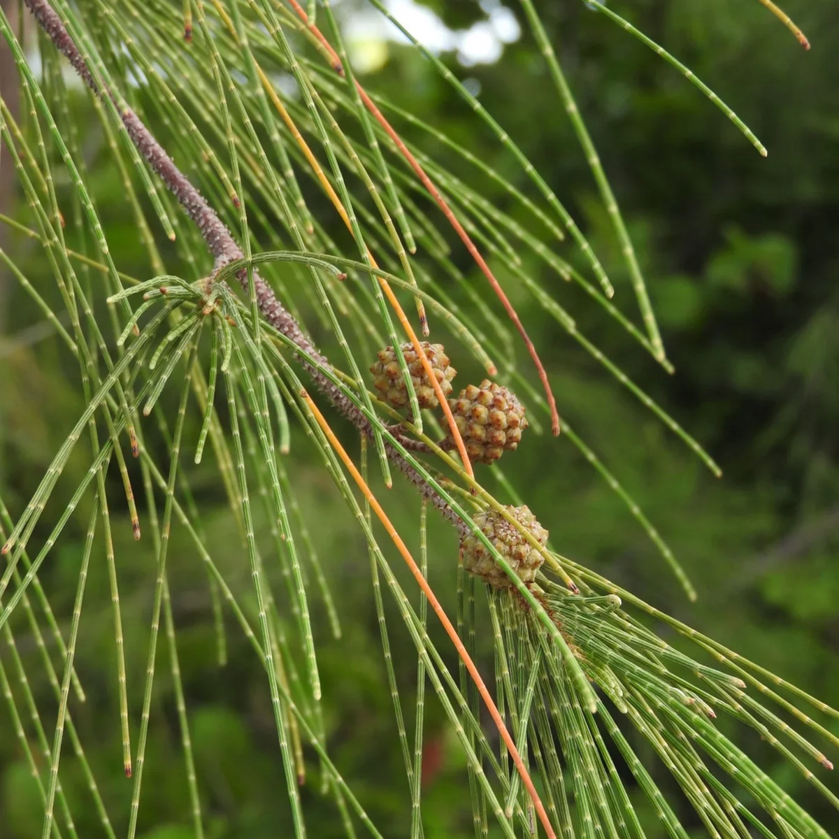 Casuarina Equisetifolia (Kattadi)  Live Plant(Home & Garden)