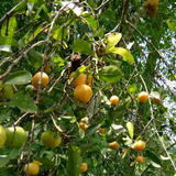 Yellow Sweet Kokum (Garcinia Indica) Grafted Fruit Plant (Home & Garden Plants)