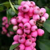 Lilly Pilly Fruit (Syzygium Luehmannii) Seedling Fruit Plant (Home & Garden Plants)