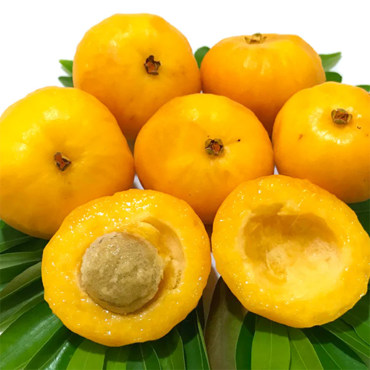 Uvaia Fruit (Eugenia pyriformis) Fruit Plant (Home & Garden Plants)