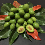 Ceylon Olive (Elaeocarpus Serratus) Seedling Fruit Plant (Home & Garden Plants)