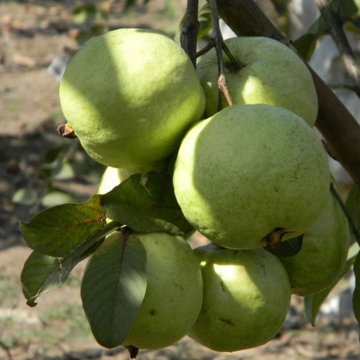 VNR Guava (Psidium guajava) Grafted Fruit Plant (Home & Garden Plants)