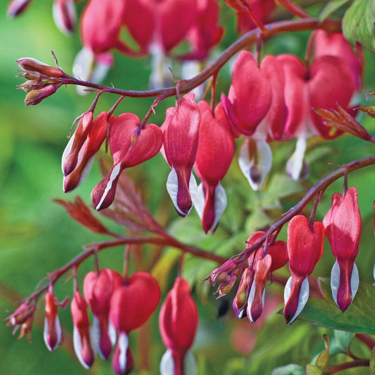 Red Bleeding Heart (Lamprocapnos) Flowering/Ornamental Live Plant (H&G)