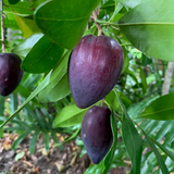 Black Apple Fruit (Pouteria Australis) Budded Fruit Plant (Home & Garden Plants)