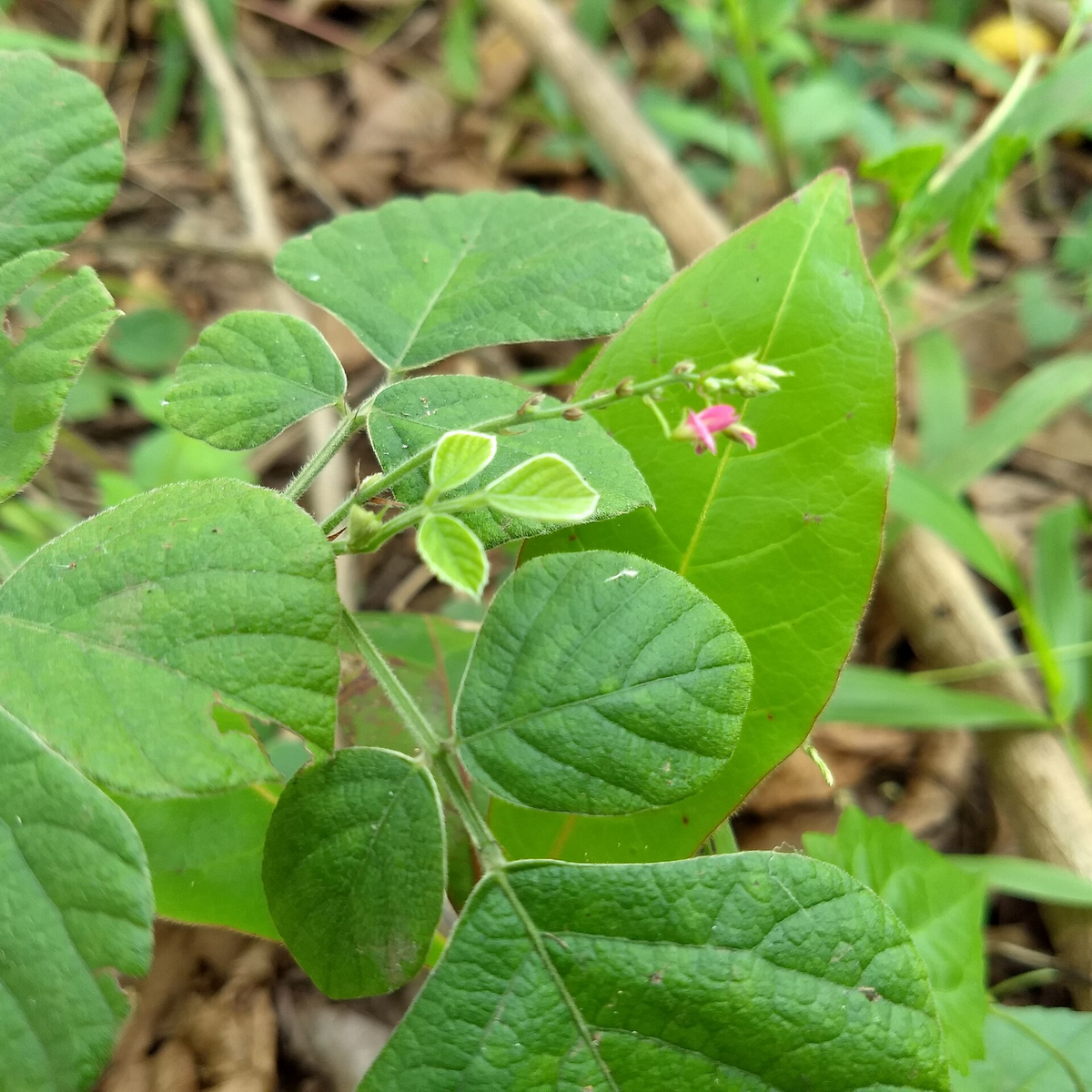 Murila (Pseudarthria viscida)  Live Medicinal Plant (Home & Garden)