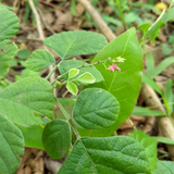 Murila (Pseudarthria viscida)  Live Medicinal Plant (Home & Garden)