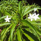 Anali Vegam (Alstonia Venenata) Flowering / Medicinal Live Plant (Home & Garden)
