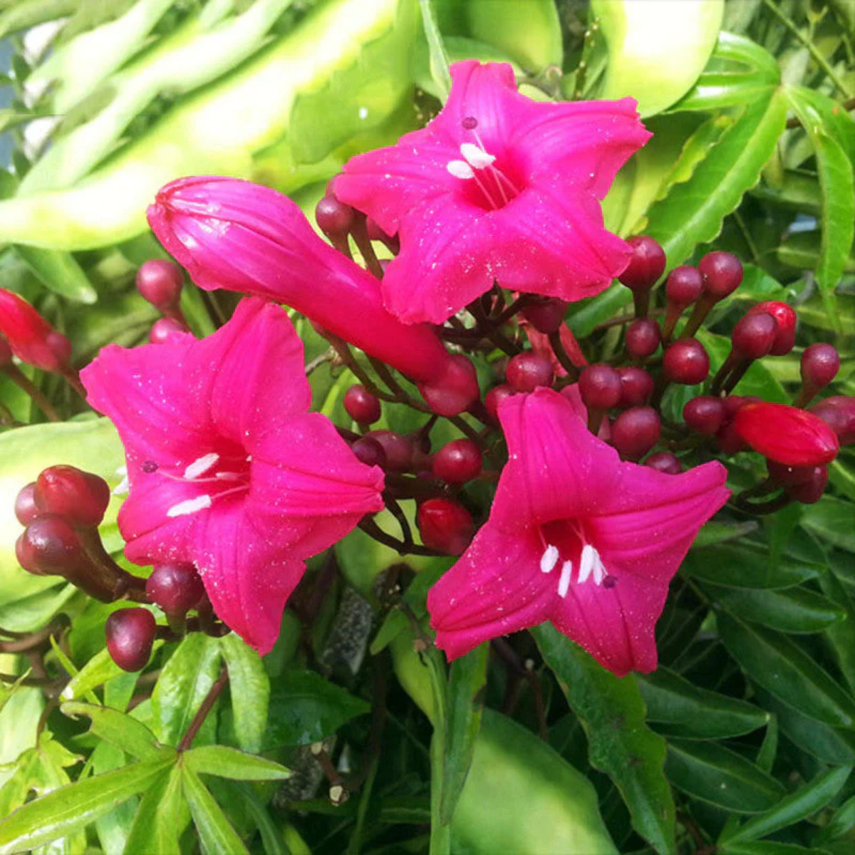 Cardinal Creeper (Ipomoea Horsfalliae) Flowering / Ornamental Live Plant (H&G)