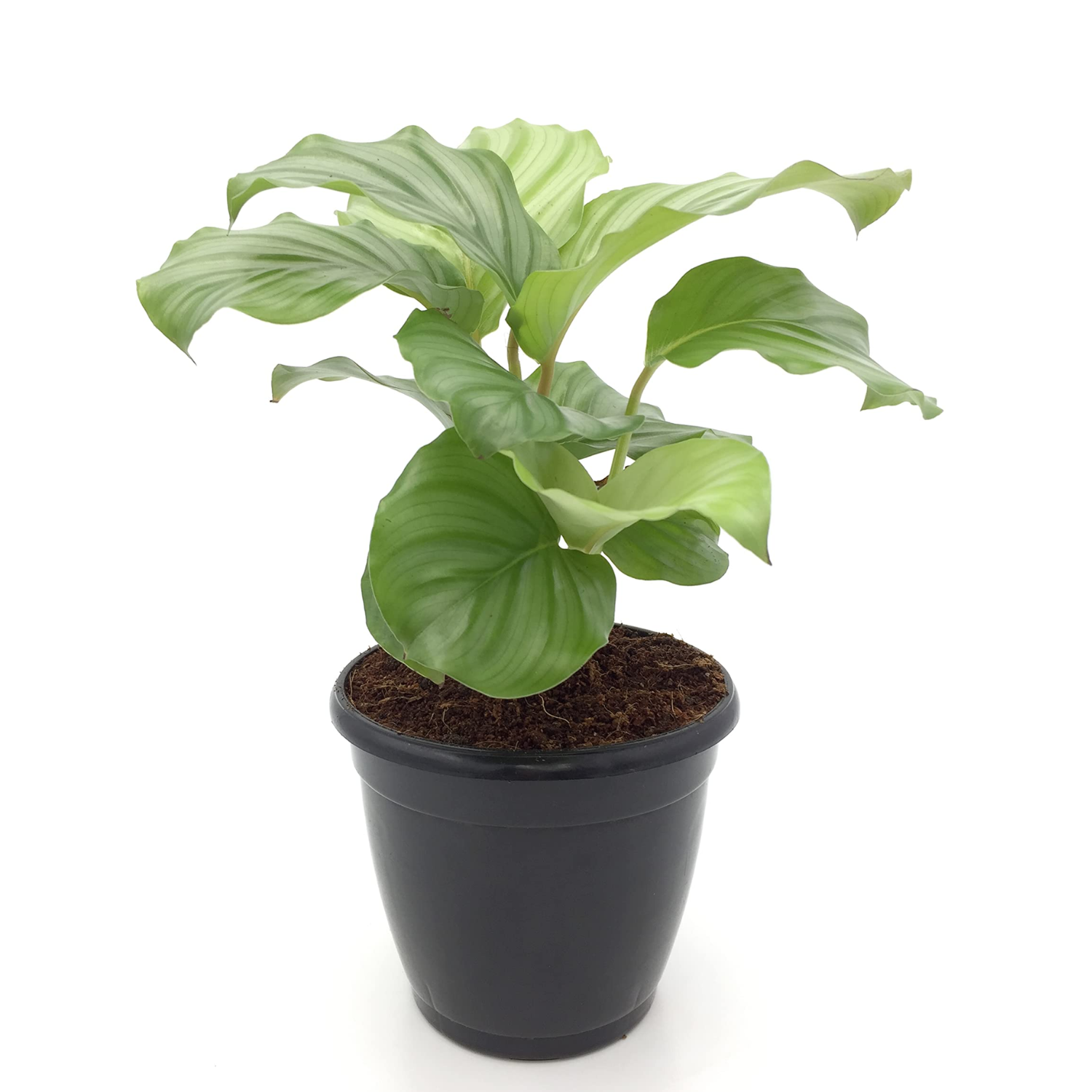 Calathea Obrifolia - Live Plant (H&G)