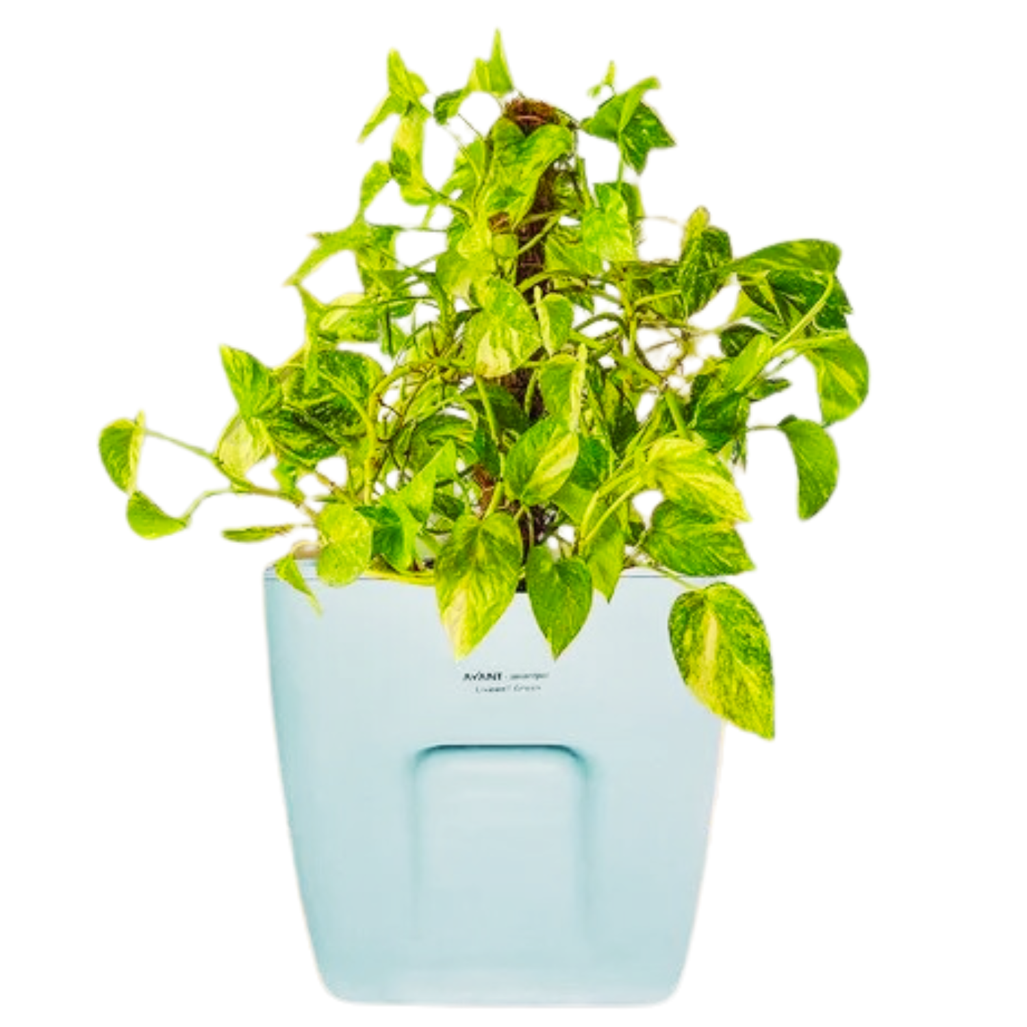 Hug A Plant | Smart Pot 10 litre Self-watering Pot for Home & Garden