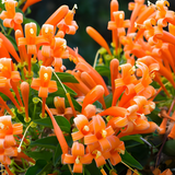 Flaming Trumpet Vine (Pyrostegia Venusta) Creeper/Climber Flowering / Ornamental  Live Plant (H&G)