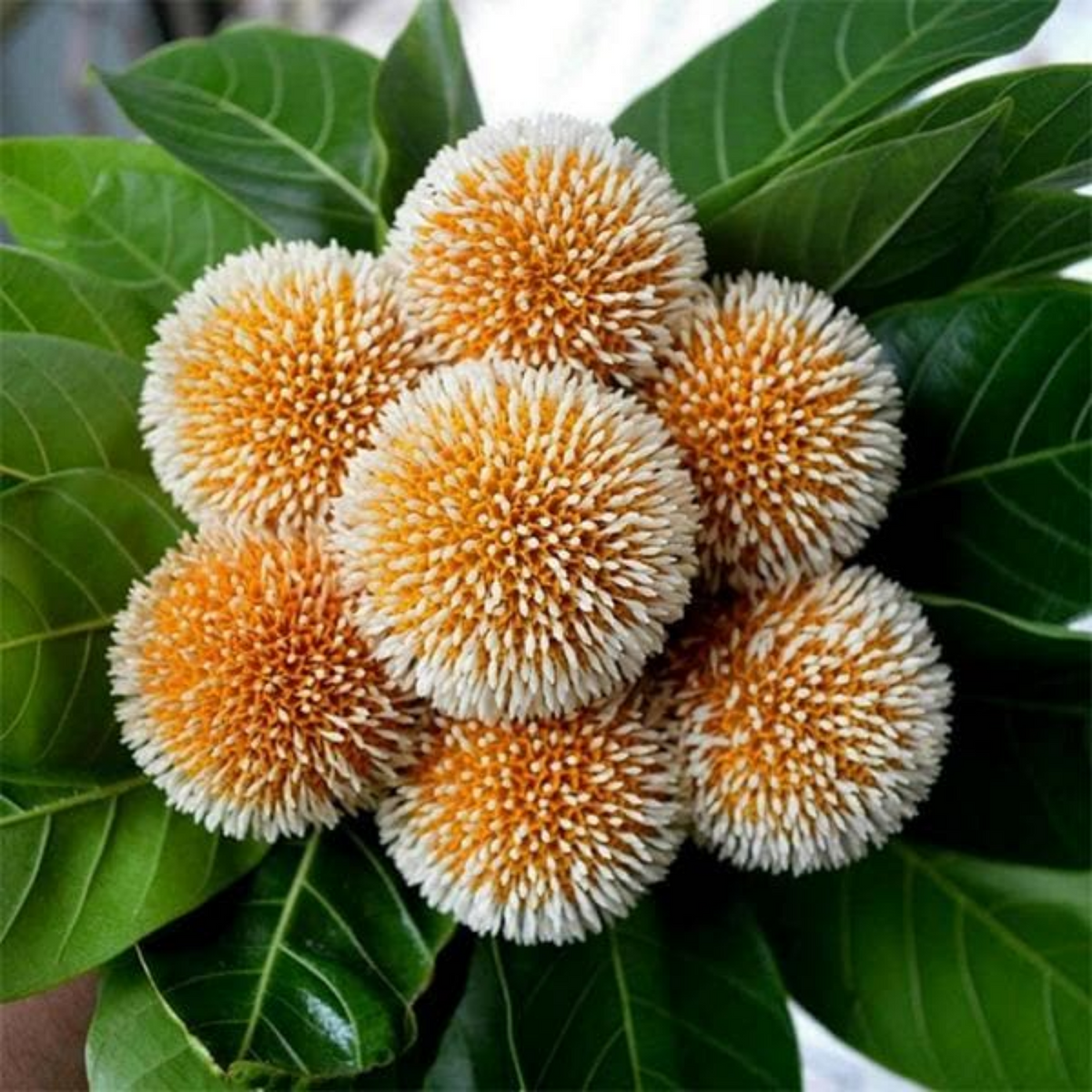 Birth Star : Satabisha|Shatataraka|Chathayam|Sathayam (Plant: Kadambu-Anthocephalus Cadamba|Mitragyna Parviflora|Neolamarckia Cadamba) (H&G)