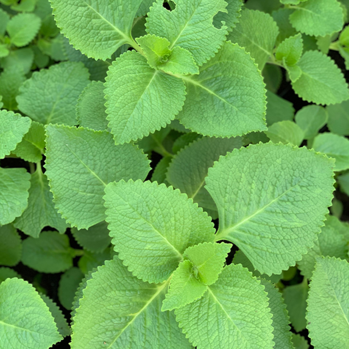 Karinchalli / Coleus (Coleus aromaticus / Plectranthus amboinicus)  Live Plant(Home & Garden)