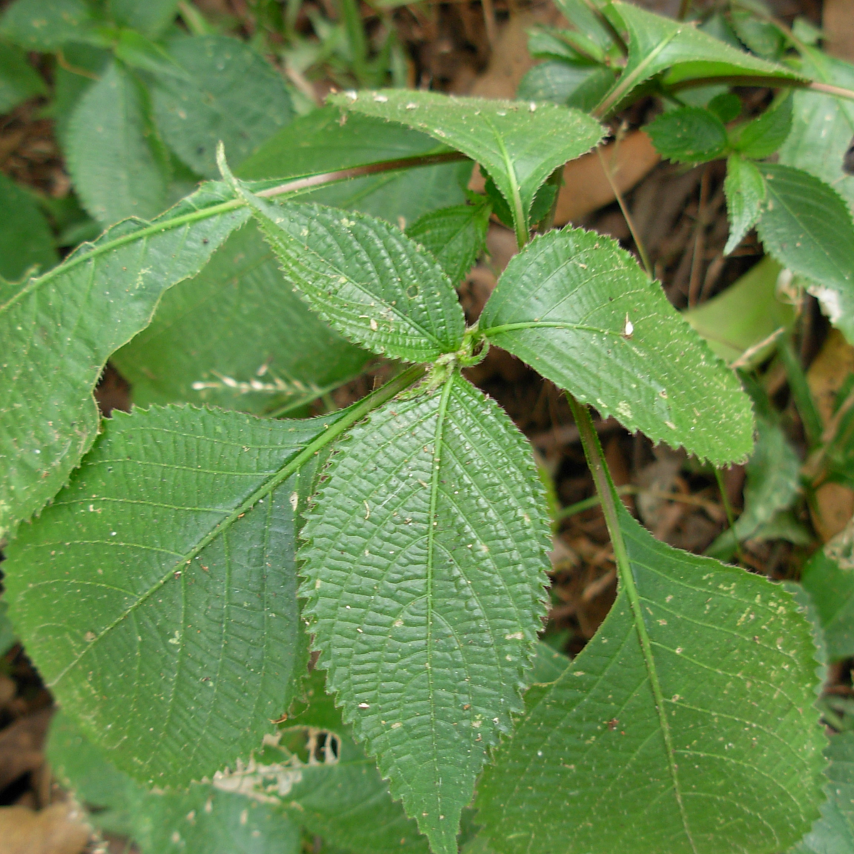 Karimkurinji (Strobilanthes species) Live Plant(Home & Garden)
