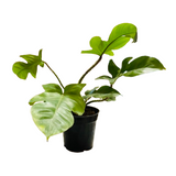 Philodendron Squamiferum / Hairy Philodendron - Live Plant (Home & Garden)