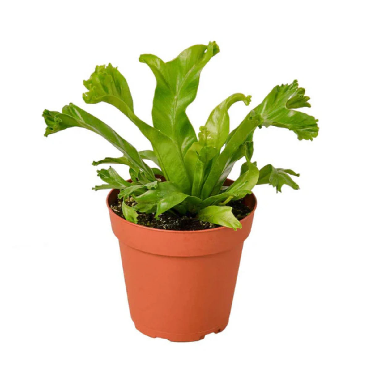 The Leslie' Bird's Nest Fern Live Plant (Home & Garden)