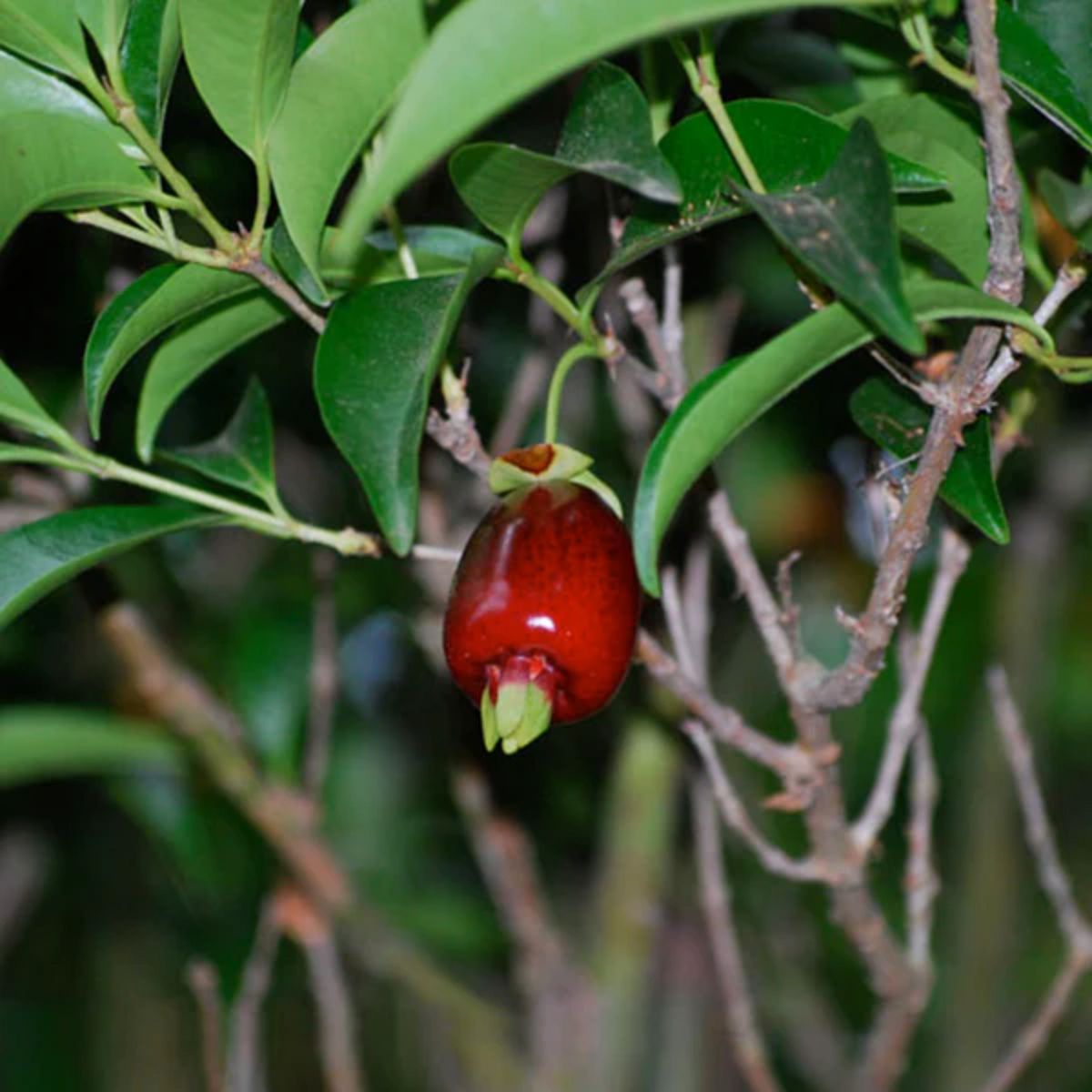 Cherry of De Rio Grande fruit (Eugenia Involucrata) Seedling Fruit Plant (Home & Garden Plants)