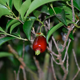 Cherry of De Rio Grande fruit (Eugenia Involucrata) Seedling Fruit Plant (Home & Garden Plants)