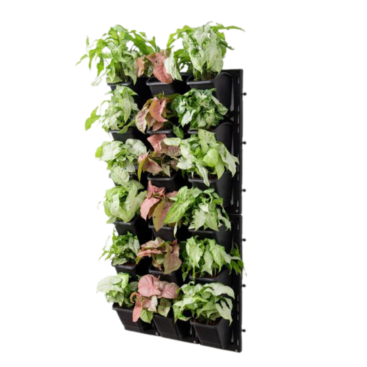 Biowall Vertical Garden With Plants (Syngoium 2 Varieties) For Home & Garden