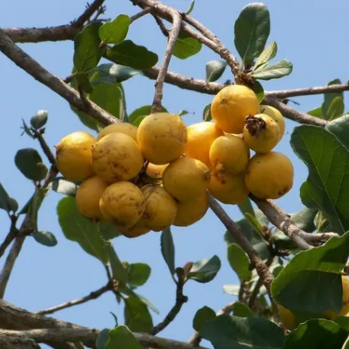 Ziricote Fruit (Cordia dodecandra) Seedling Fruit Plant (Home & Garden Plants)