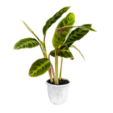 Calathea Warscewiczii - Live Plant In Pot (Home & Garden)