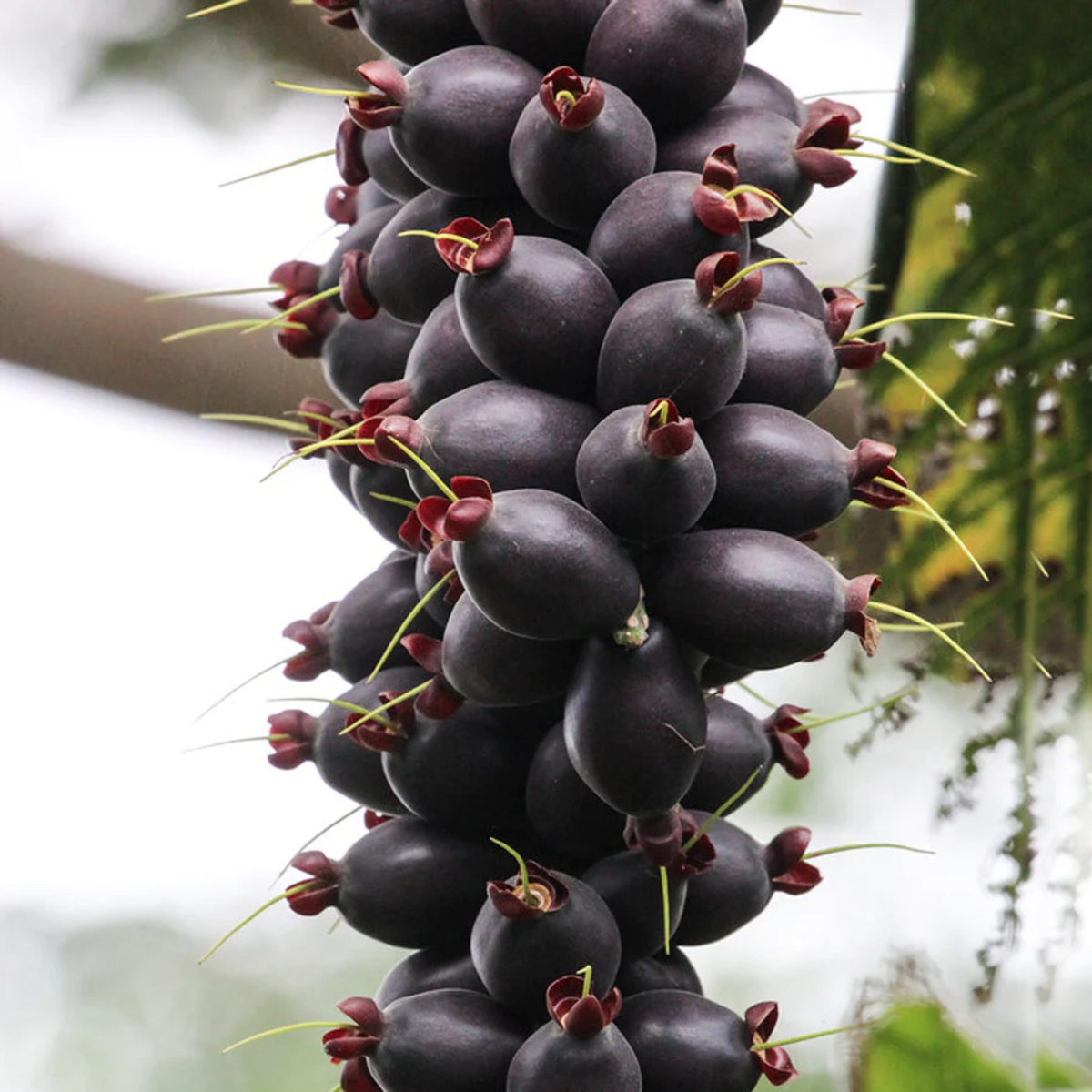 Cut Nut Fruit (Barringtonia Edulis) Seedling Fruit Plant (Home & Garden Plants)