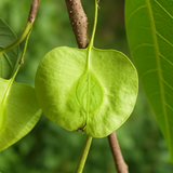 Holoptelea Integrifolea Medicinal Live  Plant (Home & Garden)