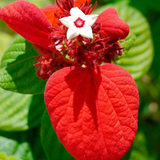 Mussaenda Red Mussaenda erythrophylla Live Plant(Home & Garden)