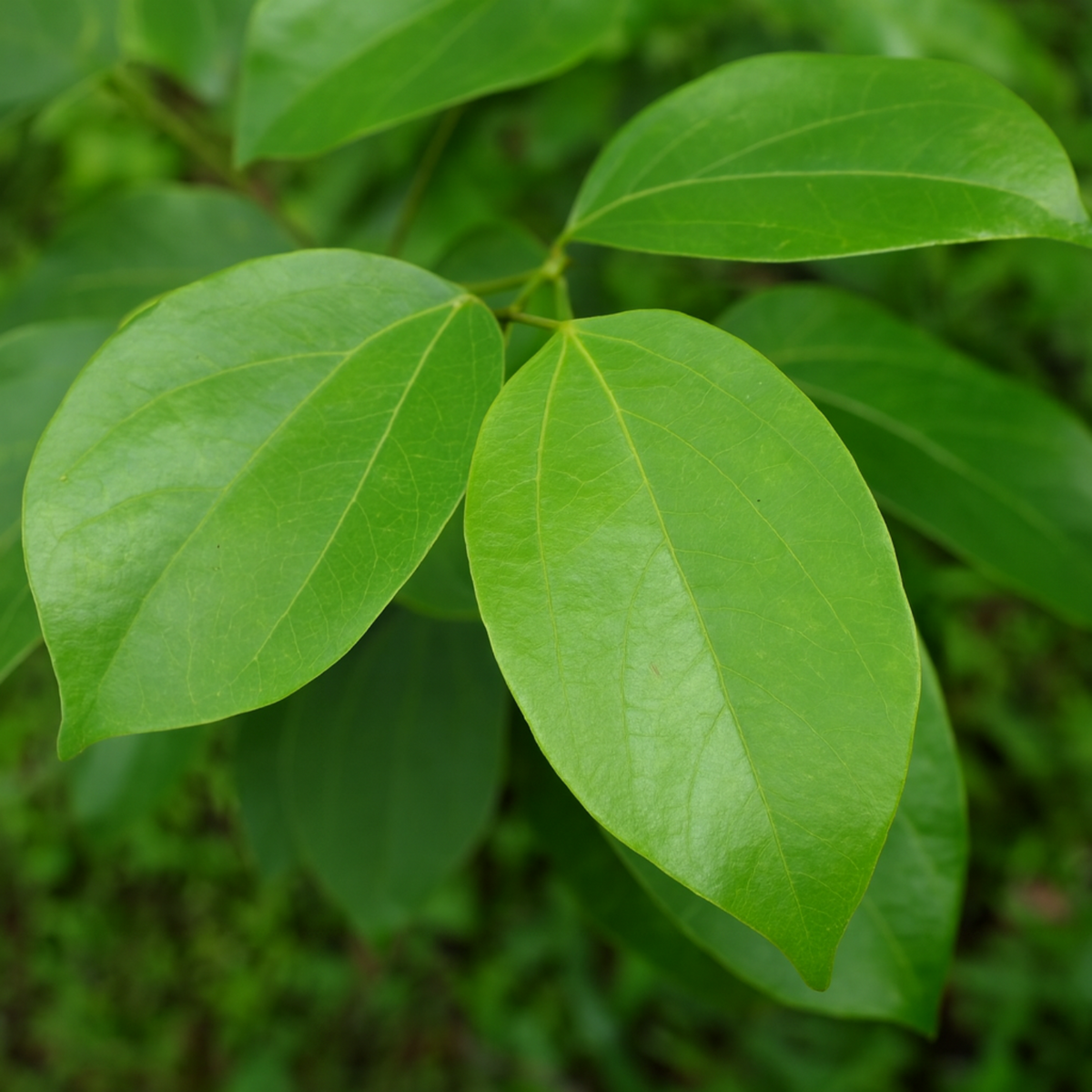 Thottea Siligurensis Medicinal  Live Plant (Home & Garden)