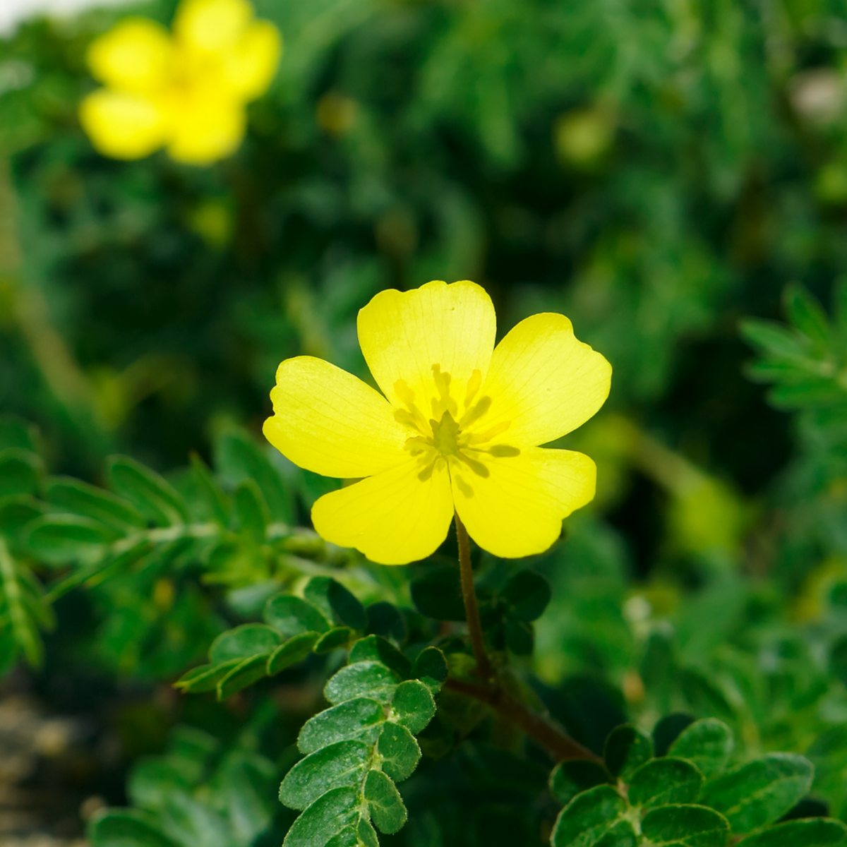 Nayuruvi (Tribulus terrestris)  Live Medicinal Plant (Home & Garden)