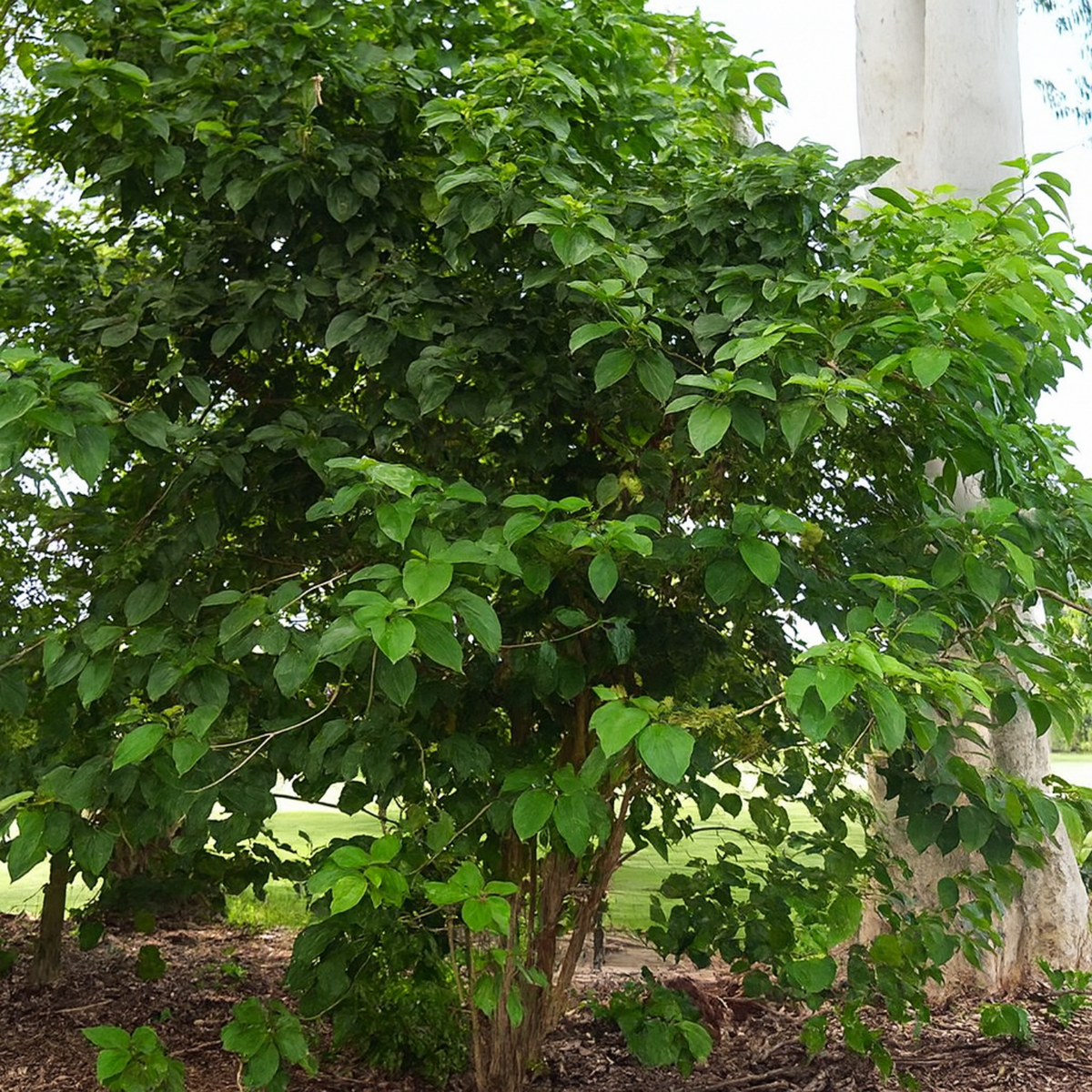 Muzhu (Premna serratifolia)  Live Medicinal Plant (Home & Garden)